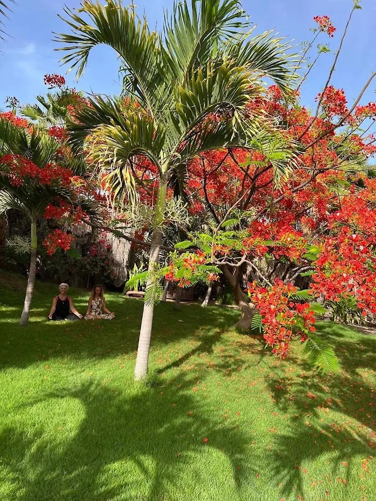 *** Guest house Blue Eagle Guesthouse - Casa De Hospedes Santa Maria Cape Verde